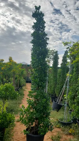 Artificial Topiary Plant for Home Decor