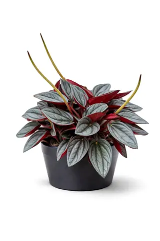 Peperomia Santorini Indoor Plant 15–25cm – Premium Holland Imported Decorative Houseplant