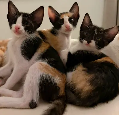 Mama cat and 6 kittens for adoption