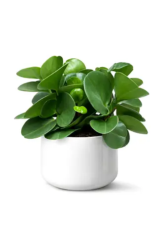 Baby Rubber Plant – Peperomia Obtusifolia (15–25cm) Premium Holland Indoor Plant