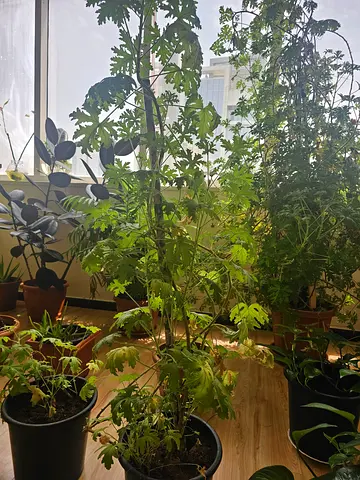Indoor Plants Collection for Home Decor