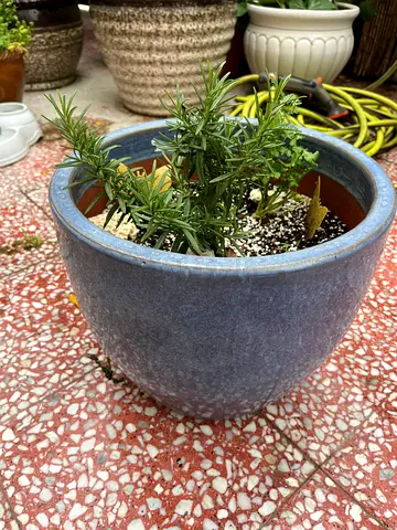 Stylish Decorative Plant Pot With Rosemary Plant