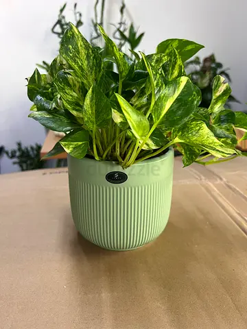 Indoor Potted Plant with Green Decorative Pot