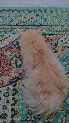 Big Iranian carpet - not much used