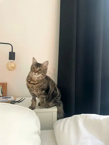 Adorable Tabby Cat Looking for a Home