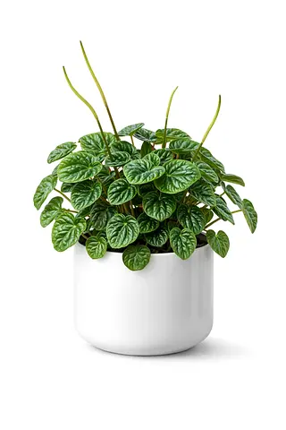 Peperomia Caperata “Lilian” (Emerald Ripple Plant) – Premium Holland Indoor Plant 15–25cm