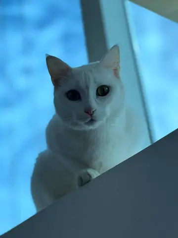 🐾 Adopt Meow! 🐾 Hi hooman! I’m Bella 🐱💖  🆓 Adoption is free (yes, I’m priceless) 🧸