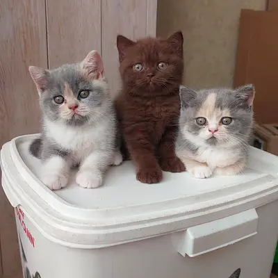 Cute Kittens Looking for a Loving Home