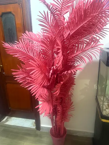 شجرة زينه