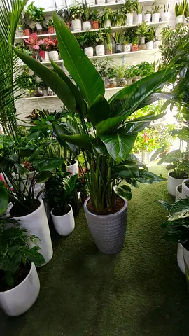 Bird of paradise indoor plant