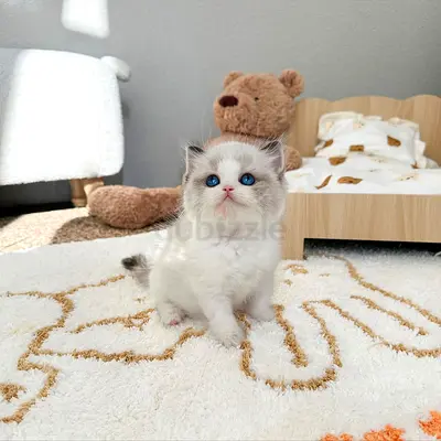 Cute Kitten for Adoption