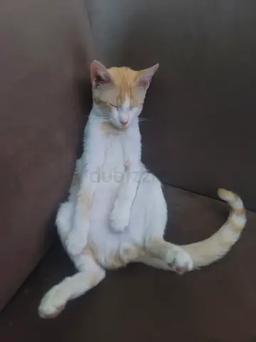 Find this cat plz, ginger and white mix atleast 1 year and 5 months old