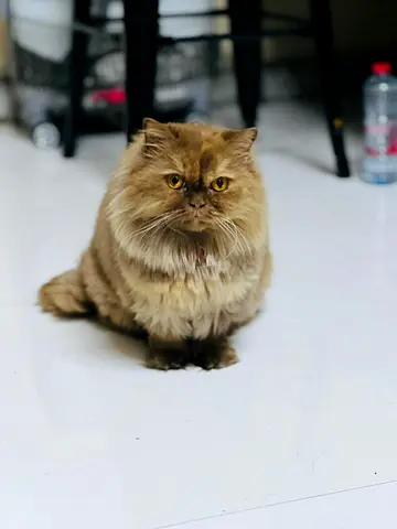 Beautiful 3-Year-Old Female Persian Cat for Adoption 🐱