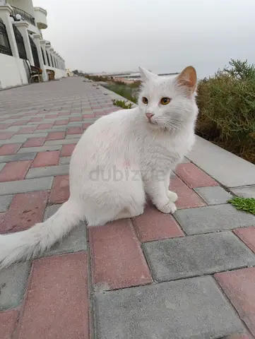 White cat