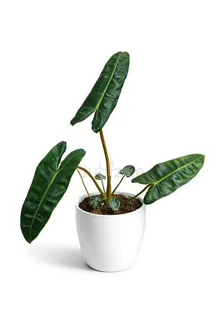 Philodendron ‘Billietiae’ – Premium Tropical Indoor Plant (70–80cm)