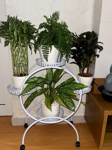Elegant Indoor Plant Collection including stand (original plants)