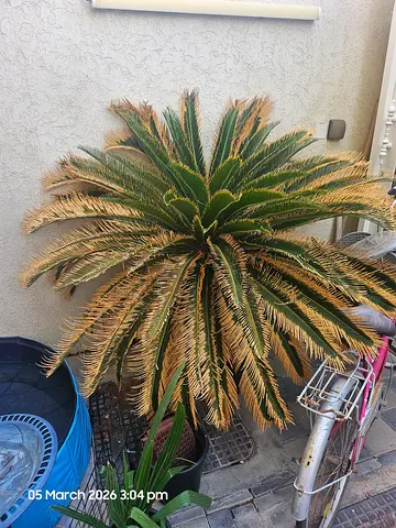 Unique Indoor Outdoor Plant