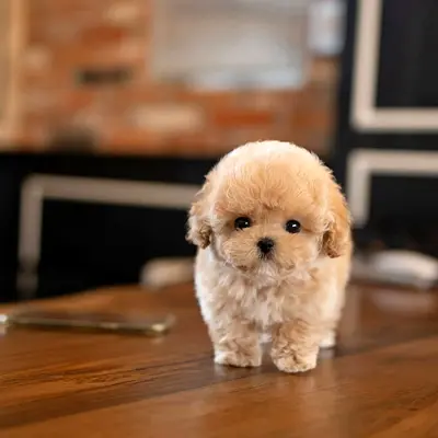 Adorable Poodle Puppy Looking for a Loving Home