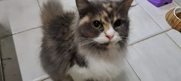 Free Adoption-Looking for someone will take good care of them forever due to a personal reason.