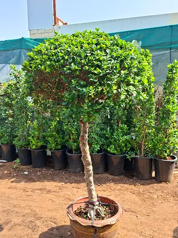 Decorative ficus tree
