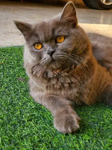 Adorable British Longhair Cat Looking for a New Home