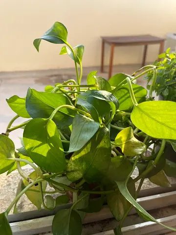 Pothos Plant for Sale