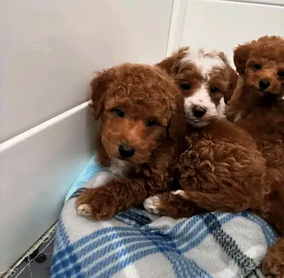 Adorable Puppies Looking for a Loving Home