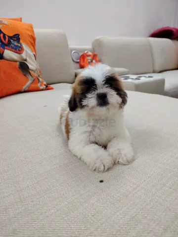 Shih tzu puppies