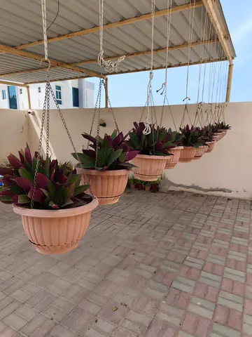 Cradle Hanging Plant-Purple Moses