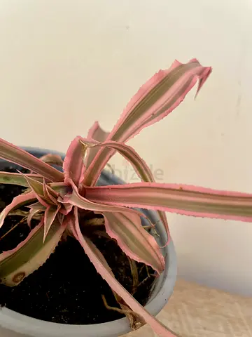 Cryptanthus