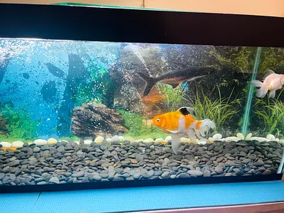 Beautiful Aquarium with Colorful Fish with stainless steel stand