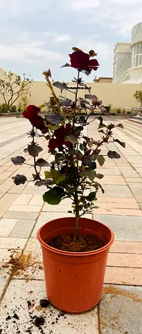 Cranberry hibiscus plant