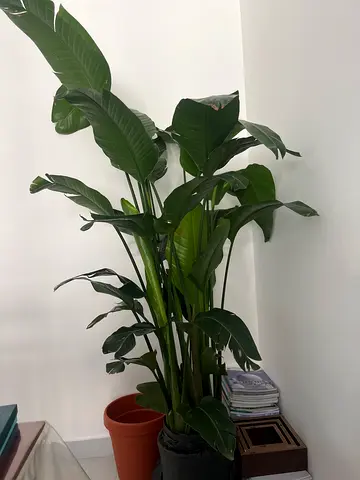 Indoor /OutdoorPotted Plant - Bird of Paradise