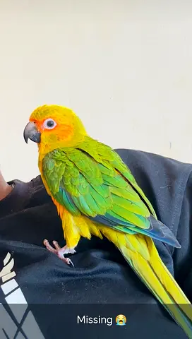 Lost my bird