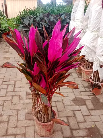 Cordyline Plant 90cm - 110cm