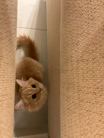 إعلان تبنّي قطة 🐾
Cat for Adoption 🐾