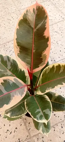 Ficus elastica