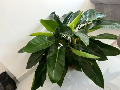 Indoor Potted Plant for Sale
