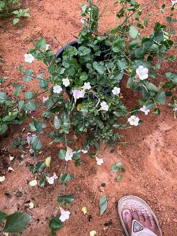 Flowering Potted Plant with Vibrant Blooms