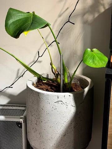 Modern Plant pot with Monstera plant
