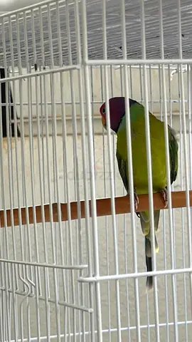 Colorful Pet Bird for Adoption