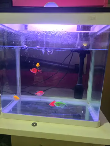 Aquarium with 6 fish, stones, plants,cleaning accessories,food and medicine