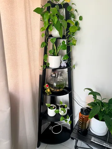 Stylish Black Plant Stand with plants