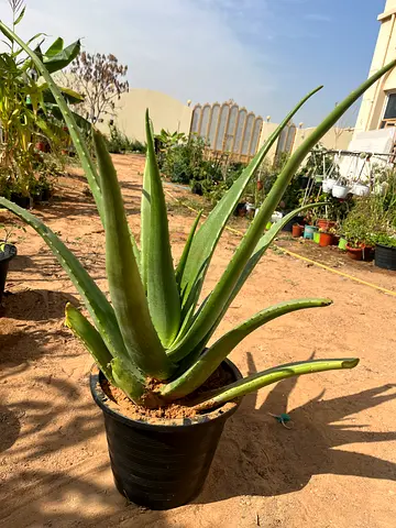 Aloe Vera Plant in Pot