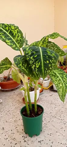 Dieffenbachia reflector