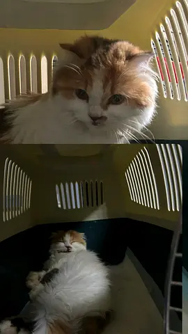 Rescue Cat for FREE Adoption