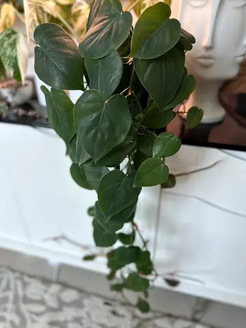 Indoor Potted Plant - Heartleaf Philodendron