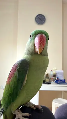 Beautiful Green Parrot Looking for a New Home