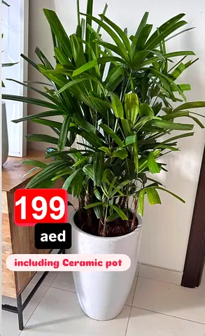 Lady palm large in ceramic pot
