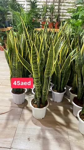 Sansevieria XL 80cm-90cm indoor Holland plant / Snake Plant